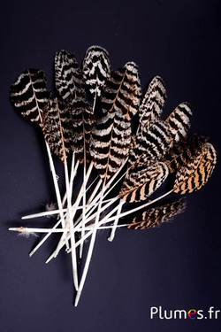 Panicule Paon bleu - 17-23 cm - naturel